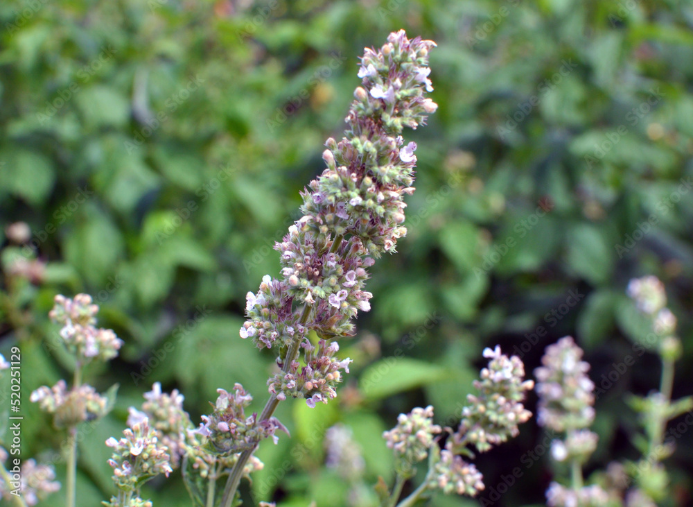 Lemon balm flowers are blooming  (Melissa officinalis)