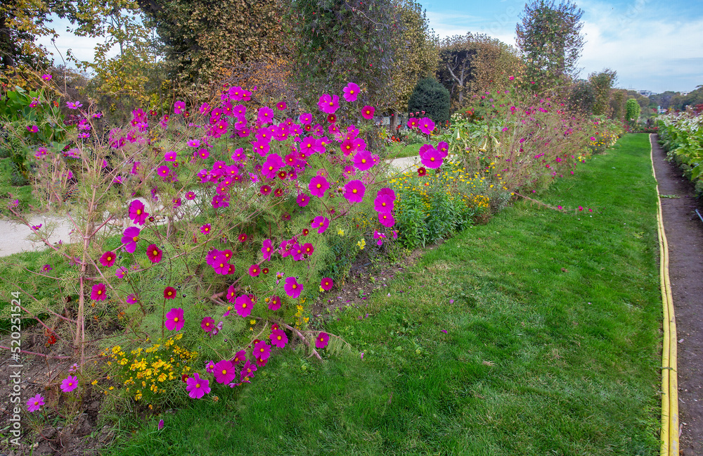 Pink Cosmos flowers Beauty of nature in garden of Plants ( Jardin de Plants) Pink Cosmos flowers Beauty of nature in garden of Plants ( Jardin de Plants)