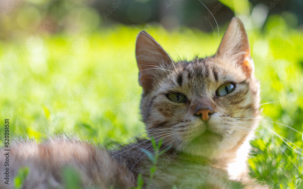 Close-up of a cat with green eyes lies in the grass. Curious cat looks around on the street, close-up. Funny beautiful cat poses for the camera on a summer sunny day. Animal love concept.