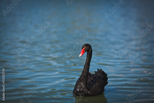 Beautiful black swan swims in the lake © tsezarina