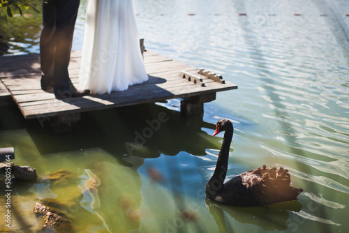 A beautiful black swan swims in the lake