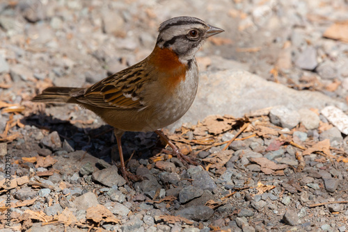 Rufous-collared Sparrow (Chincol) Latin Name: Zonotrichia capensis
