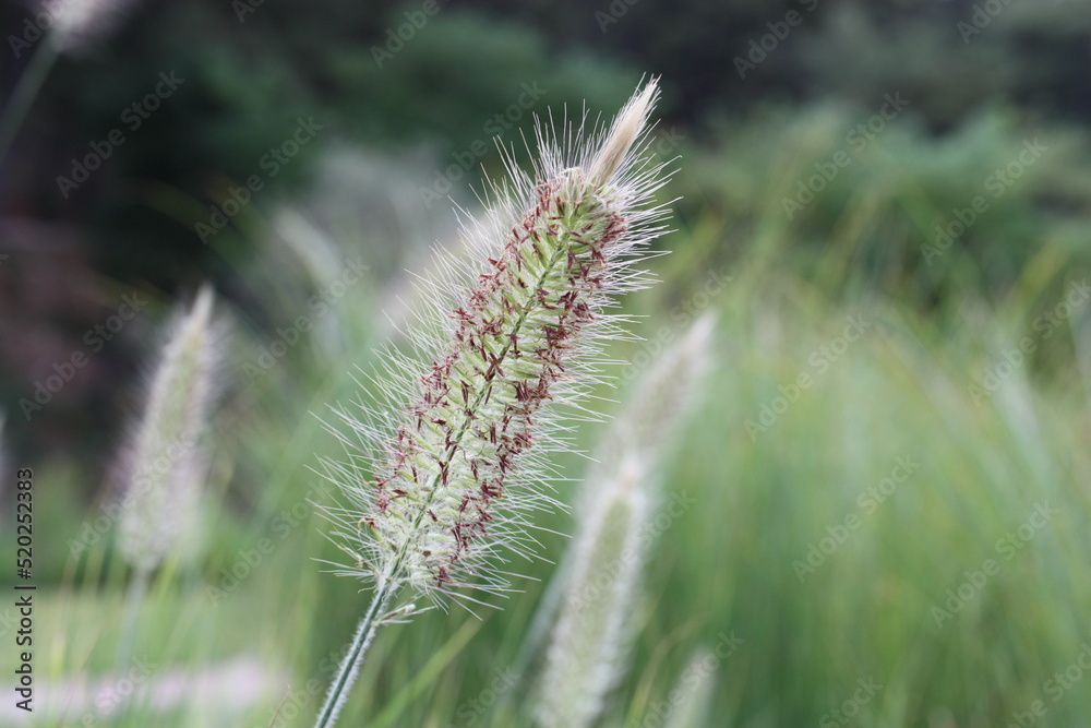 Plumose flower spike of crimson fountaingrass (Cenchrus setaceus) close-up on a blurred background, Greece, Thasos island Plumose flower spike of crimson fountaingrass (Cenchrus setaceus) close-up on a blurred background, Greece, Thasos island