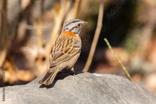 Rufous-collared Sparrow (Chincol) Latin Name: Zonotrichia capensis