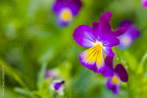 Macro close up of a violet pansy flower against a bokeh background.