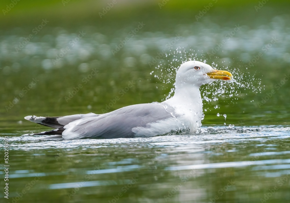 Herring gull bird bathes in the lake