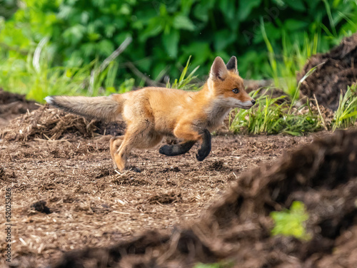 A fox baby with black paws runs on the ground....ls