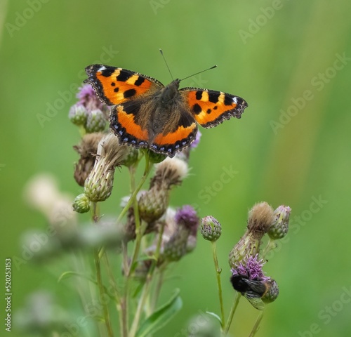 Butterfly sits on a thistle flower