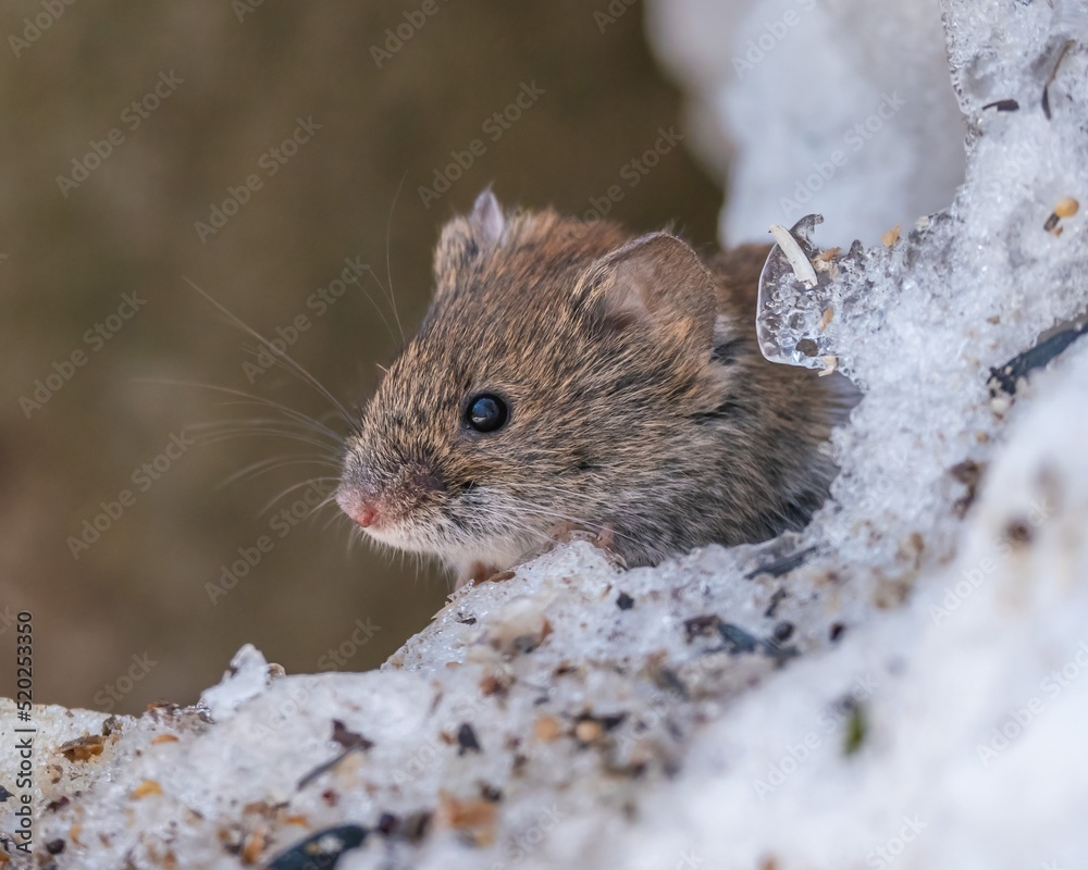 Field mouse on the snow
