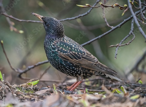 The starling bird stands on the ground photo