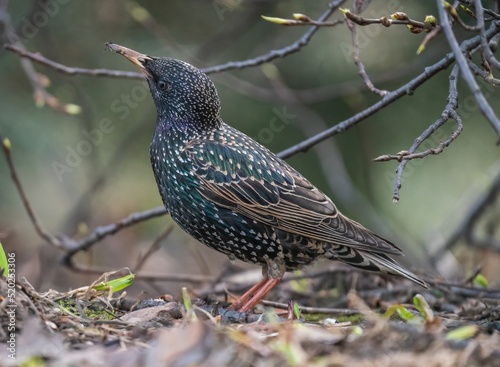 Bilde på lerret The starling bird stands on the ground