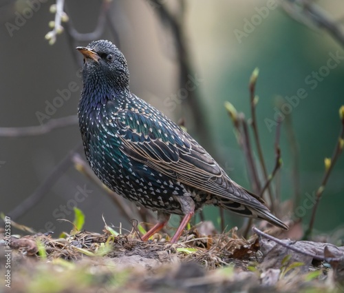 The starling bird stands on the ground
