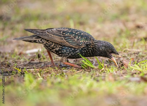 starling bird eating