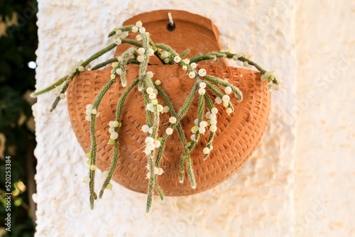 Rhipsalis Baccifera Horrida in clay pot photo