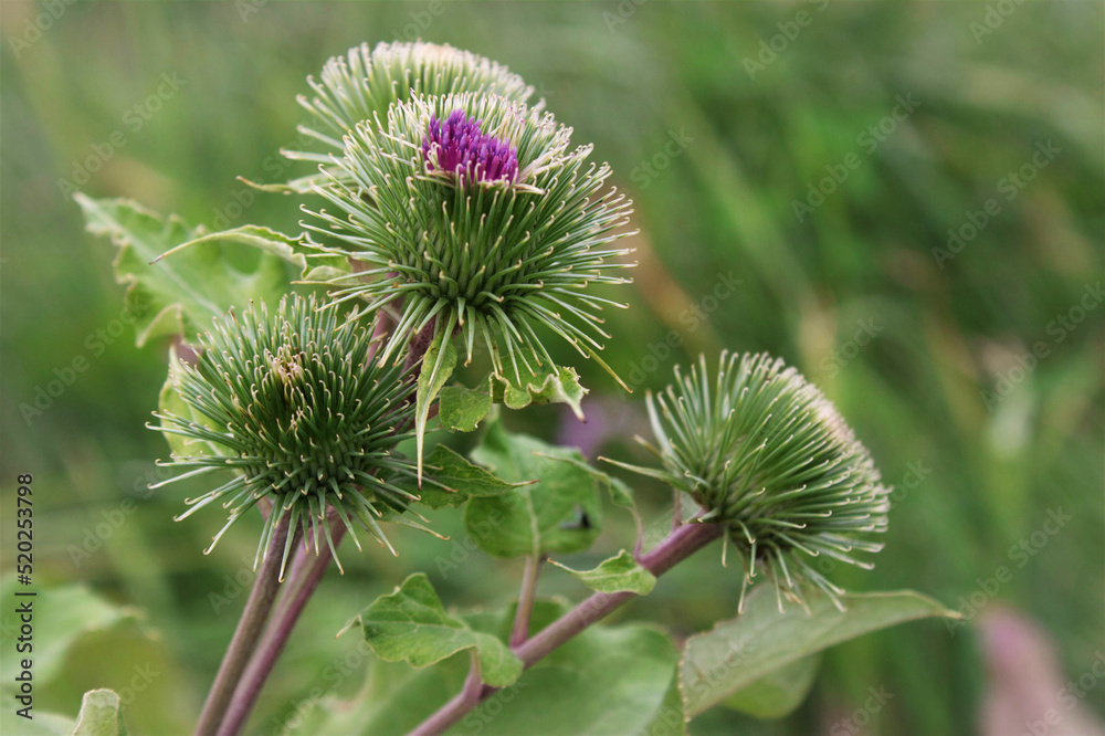 Medicinal plant burdock Blooming burdock big Medicinal plant burdock Blooming burdock big