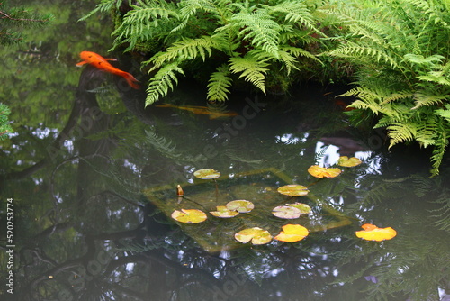 fish in pond