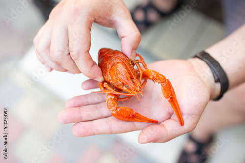 Boiled cancer in a human hand. Red small freshwater river crayfish
