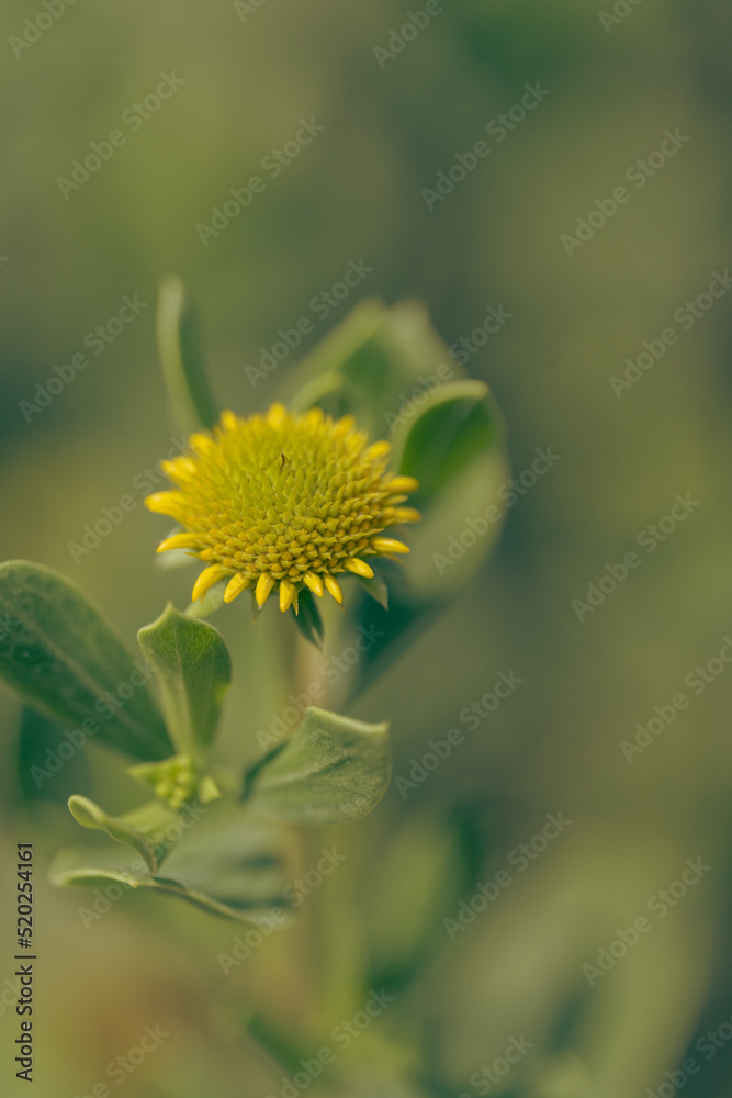 yellow flower background green yellow flower background green