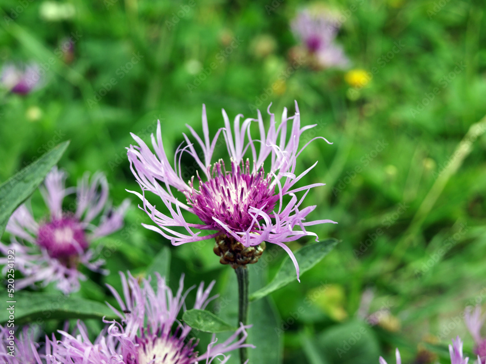 Purple flower brown knapweed (Centauréa jacéa) Asteraceae family Purple flower brown knapweed (Centauréa jacéa) Asteraceae family