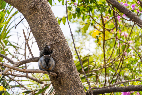 Portrait of grey squirrel Sciurus griseus sitting on branch