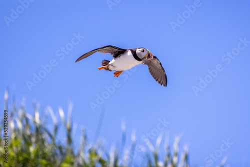 Atlantic Puffin in flight with a blue sky in the background