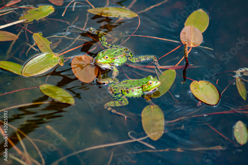 Couple de grenouilles