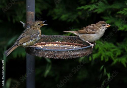 Foto Baby robin squawks at young house sparrow who has taken food from basket in garden