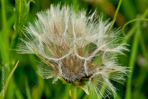 Meadow salsify (Tragopogon pratensis, showy goat's-beard or meadow goat's beard) growing wild on Salisbury Plain chalklands Wiltshire UK photo