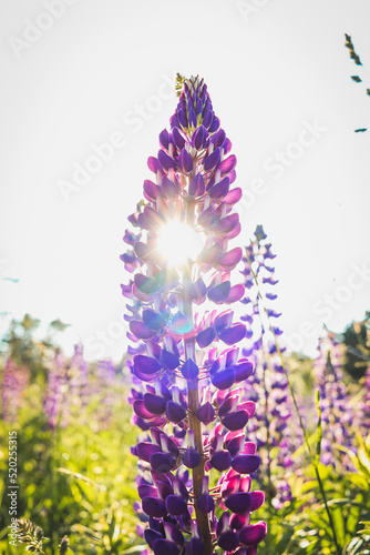 flowers in the garden