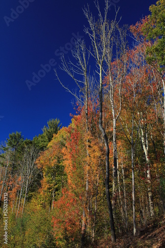 autumn trees in the forest, blue sky