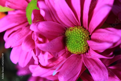 pink flower close up