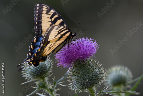 Tiger Swallowtail butterfly (Papilio glaucus) feeds on the flower of a wild Thistle plant in southern Michigan in July 