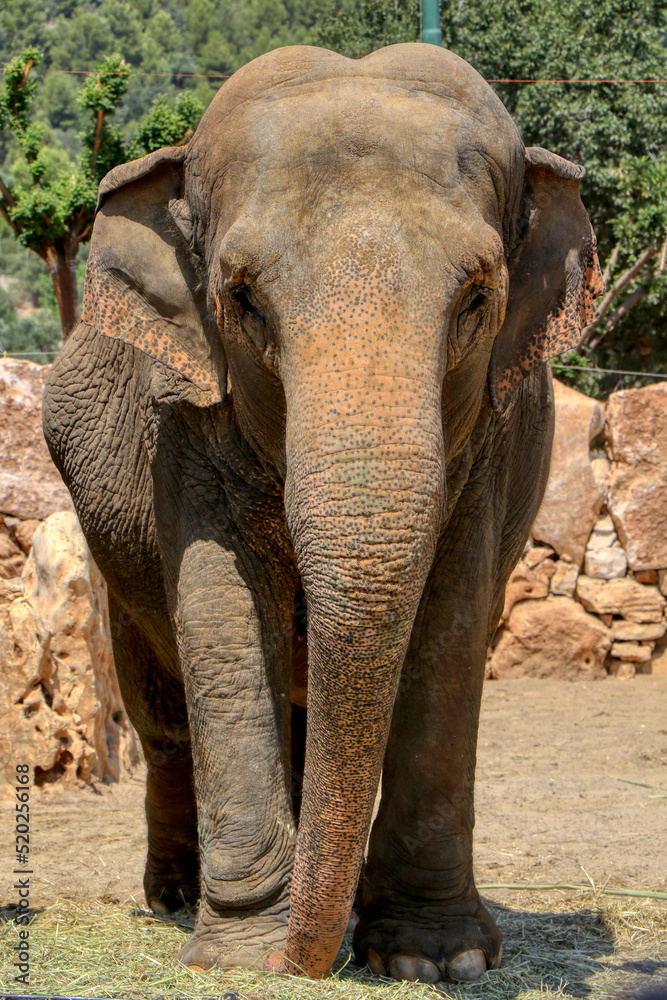 Fototapeta premium Portrait of an Asian elephant in a zoo