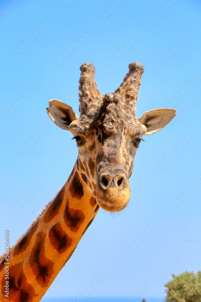 Fototapeta premium Portrait of a giraffe in a zoo