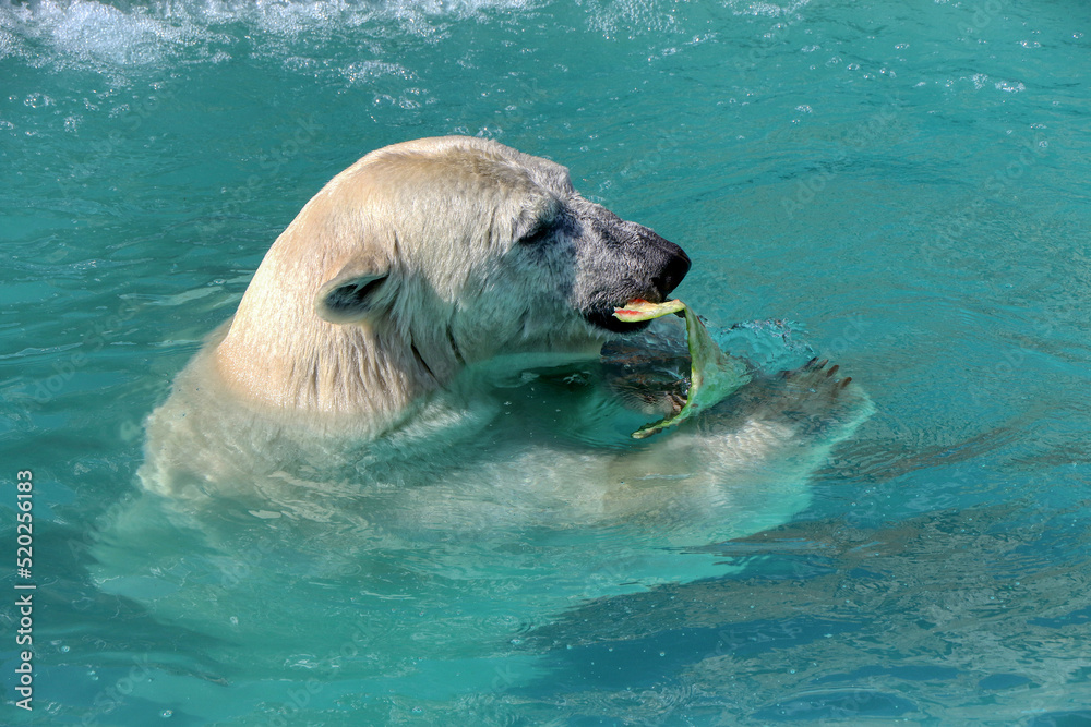 Fototapeta premium Polar bear in the water eats the bark of a watermelon