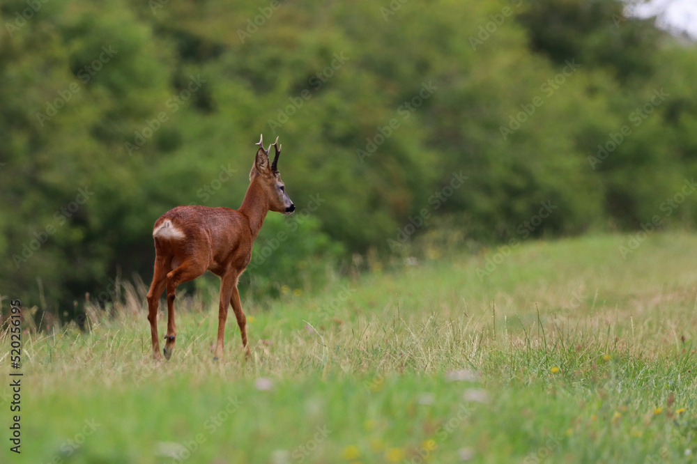 deer in the grass, Roe deer trotting along the river bank, beautiful scenery of the tranquil, picturesque, river bank, wild flowers and bushes in summer, with copy space deer in the grass, Roe deer trotting along the river bank, beautiful scenery of the tranquil, picturesque, river bank, wild flowers and bushes in summer, with copy space