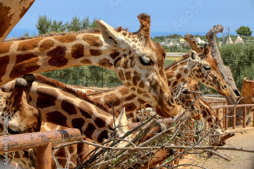 Photography Row of giraffes eating dry branches