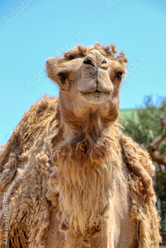 Portrait of a camel on a safari