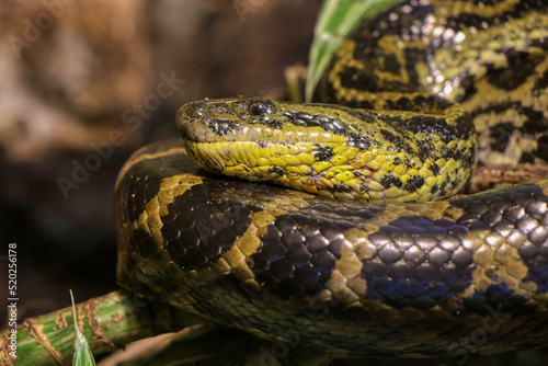 Portrait of a Boa constrictor in a reptile house