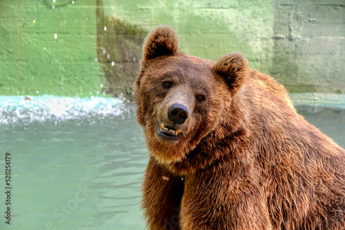 Portrait of a brown bear in a zoo