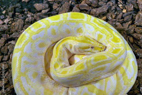 Portrait of a yellow reticulated python in a reptile house photo