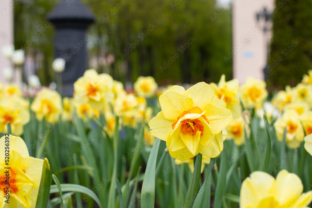 Fototapeta premium Beautiful bright orange yellow narcissus blossom close-up
