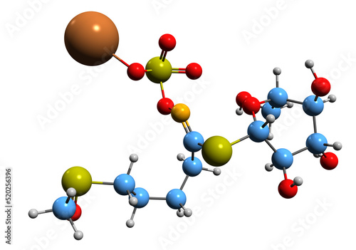  3D image of Glucoraphanin skeletal formula - molecular chemical structure of  glucosinolate isolated on white background
 photo