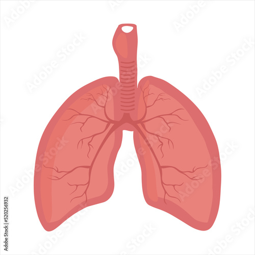 Bronchus trachea organ icon flat style vector illustration. Human internal organs design element, logo. Anatomy, medicine concept. Healthcare. Medicine isolated on white background. 