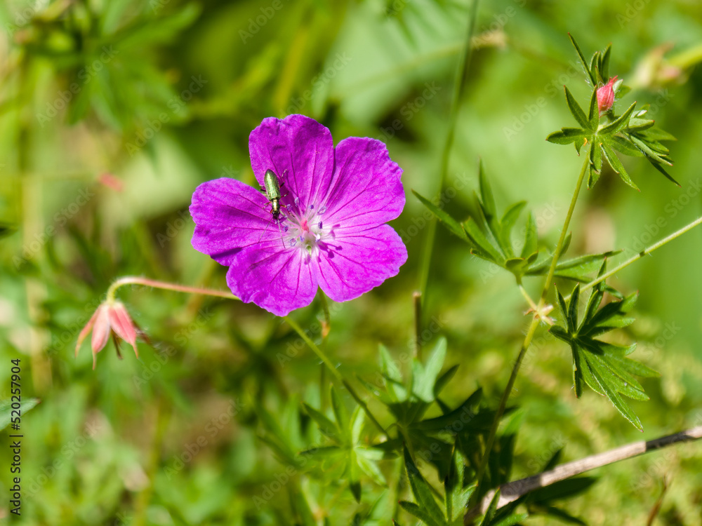 Wild geranium flower with a bronze beetle crawling on it, among the grass, in the forest, on a sunny summer day. Close-up Wild geranium flower with a bronze beetle crawling on it, among the grass, in the forest, on a sunny summer day. Close-up