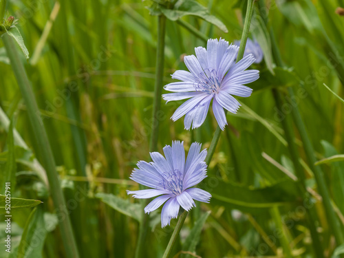 Blue chicory flowers on the field, among the grass, on a sunny summer day. Close-up