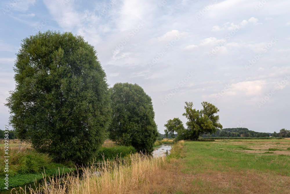 landscape with a tree and river in summer