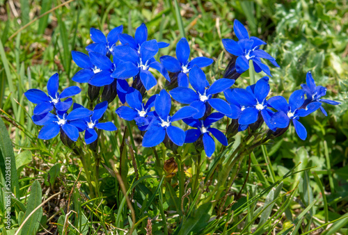 Blooming Gentiana verna in the summer. Flowering blue spring gentian in Dolomites. Italy.