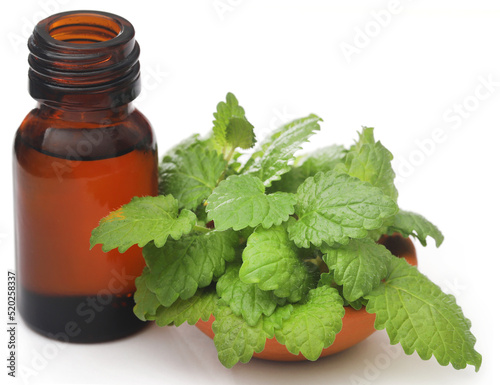 Lemon balm with essential oil in a bottle