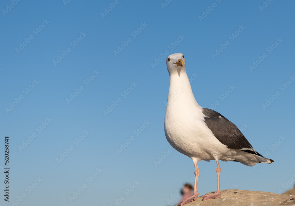 Seagull with white head and dark grey wings plumage standing on rock sky background, copy space Seagull with white head and dark grey wings plumage standing on rock sky background, copy space